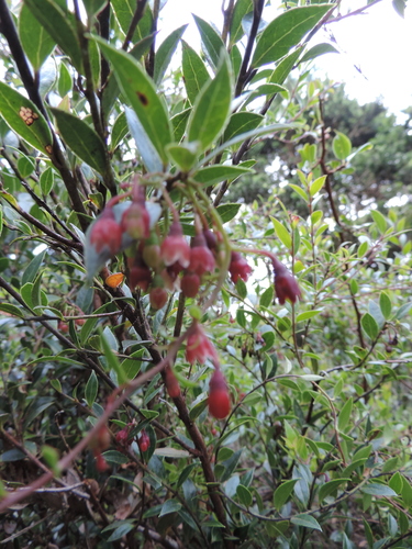 Vaccinium stanleyi