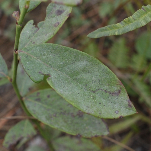 Vaccinium tenellum (Small-cluster blueberry) — photo