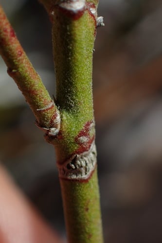 Vaccinium tenellum (Small-cluster blueberry) — photo