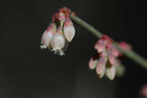 Vaccinium tenellum