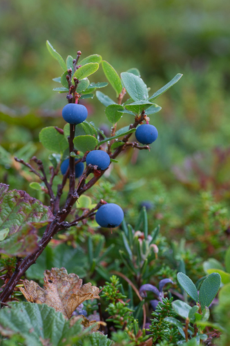 Vaccinium uliginosum