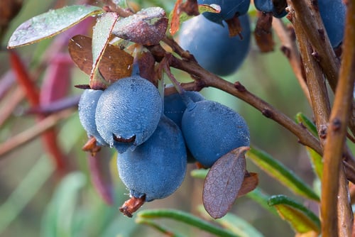 Vaccinium uliginosum (Bog bilberry) — photo
