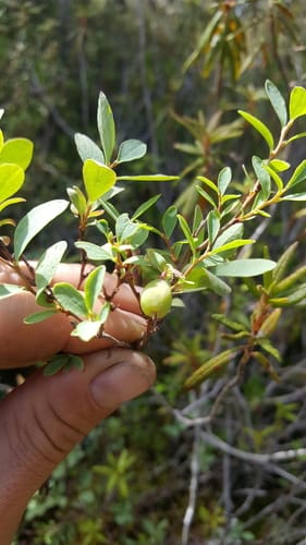 Vaccinium uliginosum var. salicinum (Alpine Blueberry) — photo