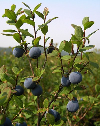 Vaccinium uliginosum var. salicinum (Alpine Blueberry) — photo