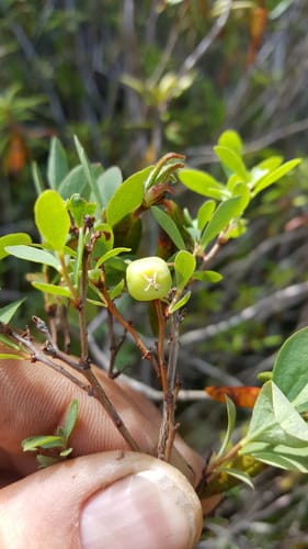 Vaccinium uliginosum var. salicinum