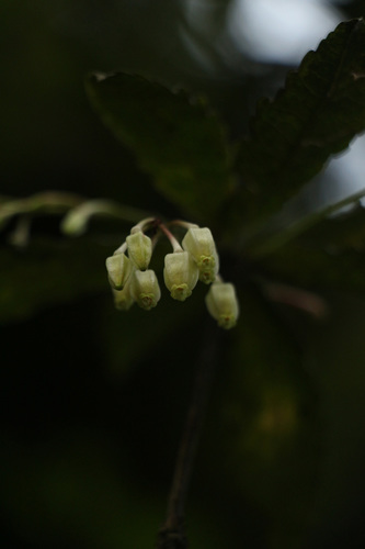 Vaccinium vacciniaceum