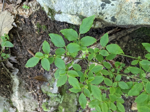 Vaccinium vacillans (Dryland blueberry) — photo