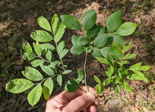 Vaccinium vacillans