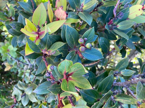 Vaccinium varingiifolium (Javan blueberry) — photo