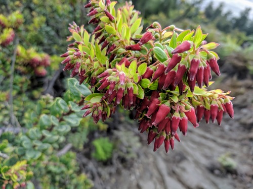 Vaccinium varingiifolium
