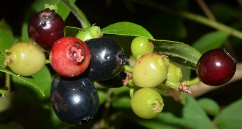 Vaccinium virgatum (Rabbit-eye blueberry) — photo