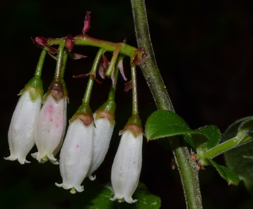 Vaccinium virgatum