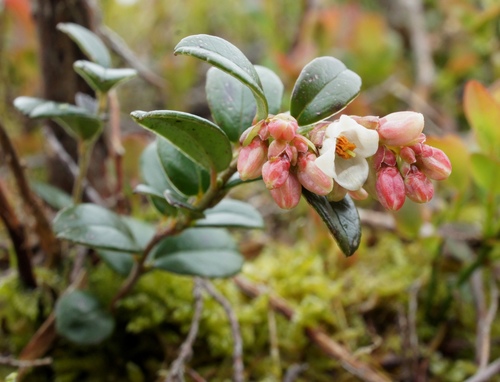 Vaccinium vitis-idaea (Lingonberry) — photo