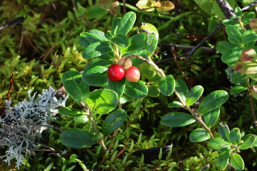 Vaccinium vitis-idaea (Lingonberry) — photo