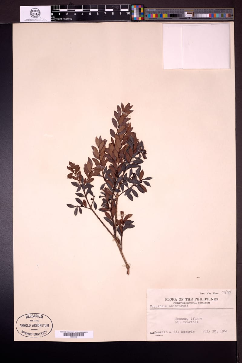 Vaccinium whitfordii (Katmo) — photo