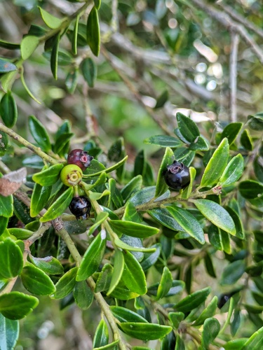 Vaccinium whitfordii
