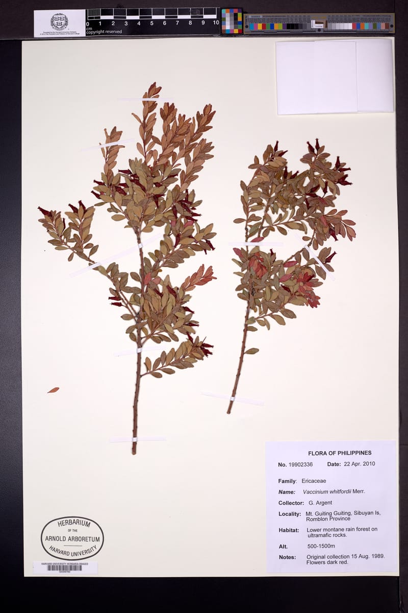 Vaccinium whitfordii (Katmo) — photo