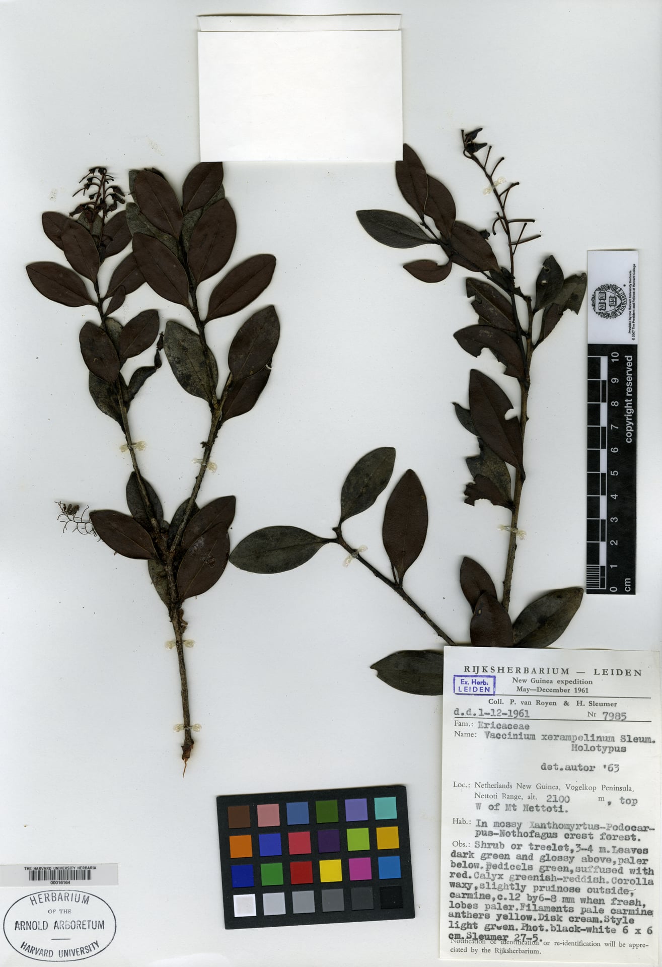 Vaccinium xerampelinum