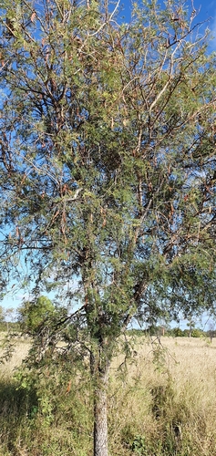 Vachellia bidwillii (Corkwood wattle) — photo