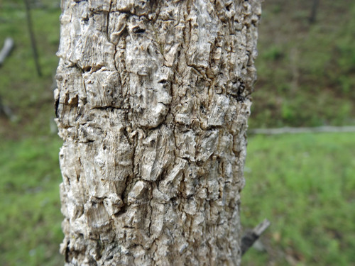 Vachellia bidwillii (Corkwood wattle) — photo