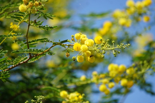 Vachellia bidwillii