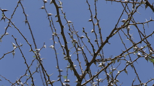 Vachellia bussei — photo