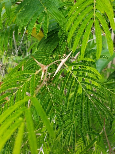Vachellia cornigera (Bullhorn acacia) — photo