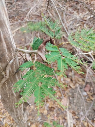 Vachellia cornigera