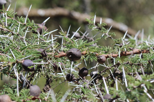 Vachellia drepanolobium (Whistling thorn) — photo