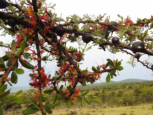 Vachellia drepanolobium (Whistling thorn) — photo
