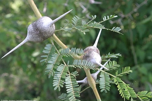 Vachellia drepanolobium