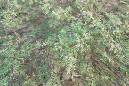 Vachellia edgeworthii — photo