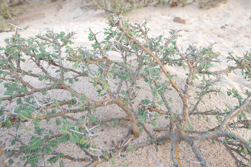 Vachellia edgeworthii — photo
