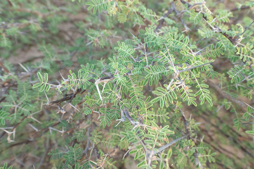 Vachellia edgeworthii