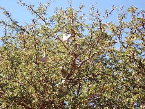 Vachellia erioloba (Camel thorn) — photo