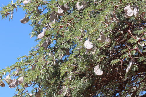 Vachellia erioloba (Camel thorn) — photo