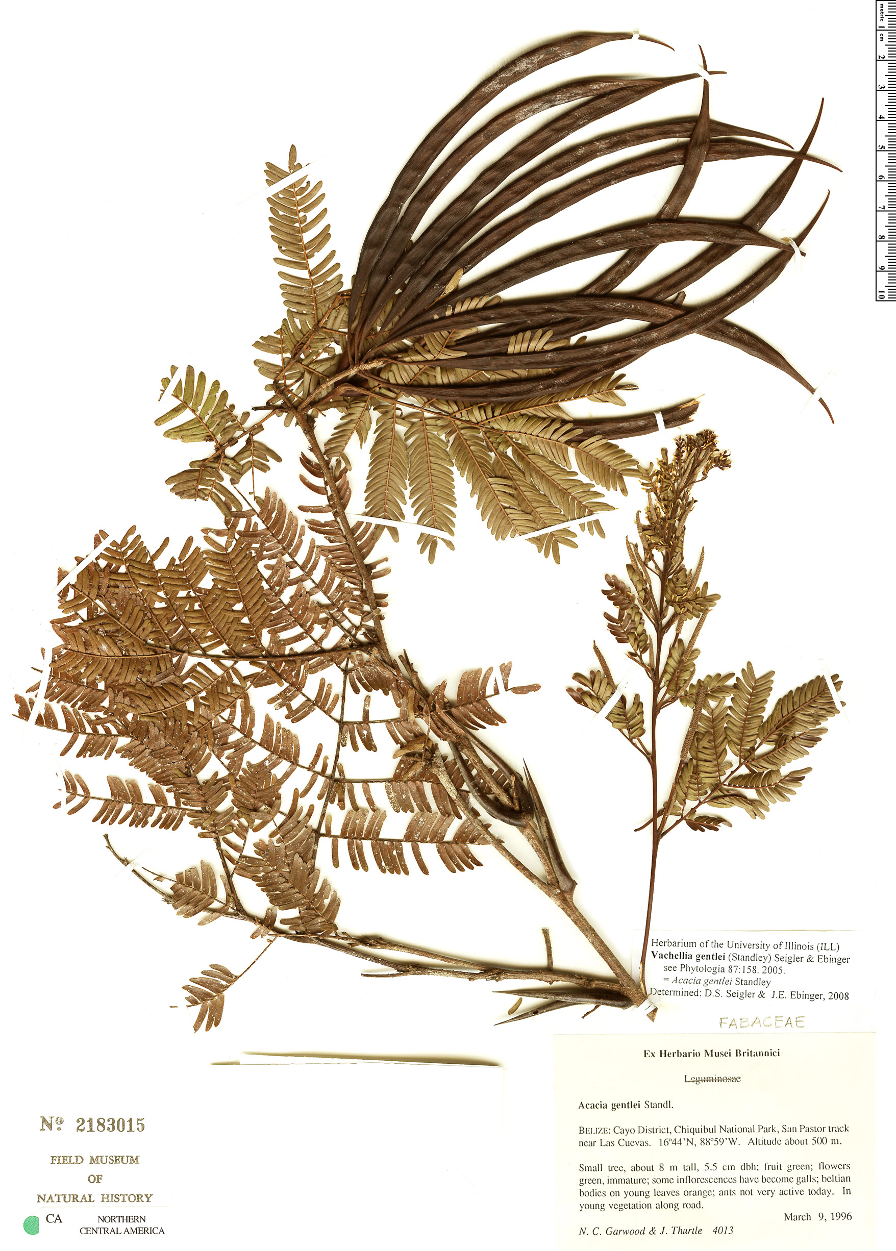 Vachellia gentlei