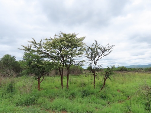 Vachellia gerrardii (Red thorn) — photo