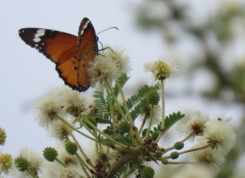 Vachellia gerrardii (Red thorn) — photo