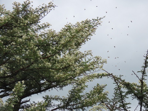 Vachellia gerrardii