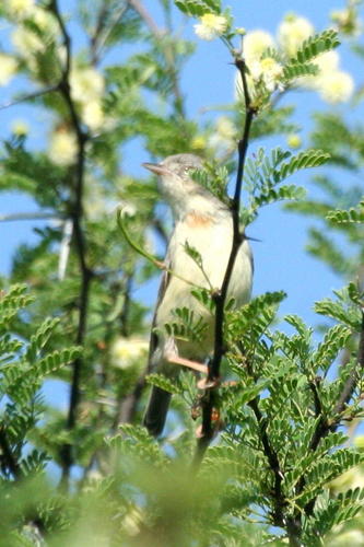 Vachellia grandicornuta (Horned thorn tree) — photo