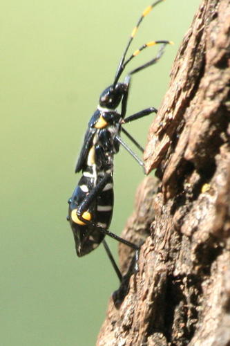 Vachellia grandicornuta (Horned thorn tree) — photo