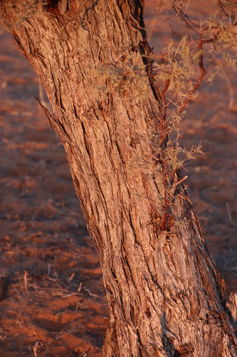 Vachellia haematoxylon (Grey camel thorn) — photo