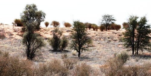 Vachellia haematoxylon (Grey camel thorn) — photo