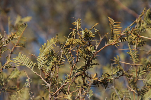 Vachellia haematoxylon