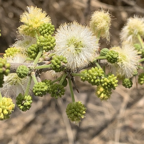Vachellia hebeclada (Candle acacia) — photo
