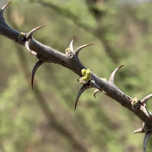 Vachellia hebeclada (Candle acacia) — photo