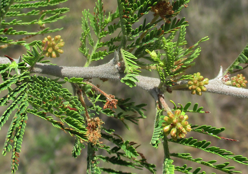 Vachellia hebeclada