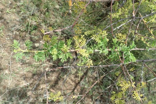 Vachellia hockii — photo