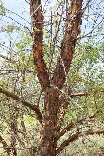 Vachellia hockii — photo